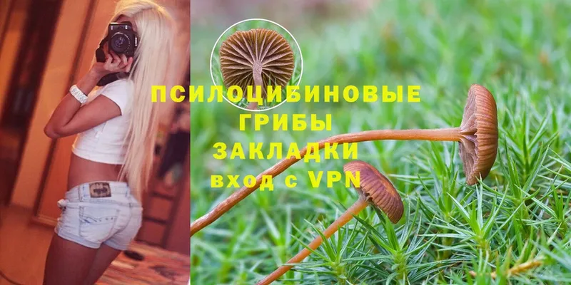 Псилоцибиновые грибы Magic Shrooms  darknet какой сайт  Оленегорск  гидра маркетплейс 